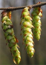 MSA CARPINUS BETULUS 50ML-1