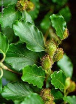 MSA FAGUS SYLVATICA 50ML-1