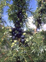 MSA JUNIPERUS COMMUN 50ML-1