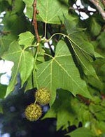 MSA PLATANUS ORIENTA 50ML-1