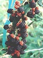 MSA RUBUS FRUCTICOSU 50ML-1