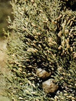 TSA CUPRESSUS SEMPERVIRENS50ML-1