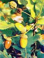 TSA QUERCUS ROBUR 50ML-1