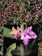 TSA Salvia Officinalis 50ml  - 1