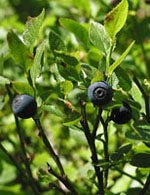TSA VACCINIUM MYRTILLUS 50ML-1