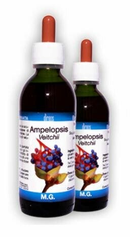 AMPELOPSIS VEITCHII 150MLMG-1