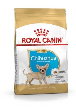 BHN CHIHUAHUA PUPPY 0,5KG-2