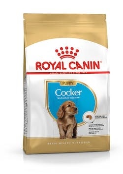 BHN COCKER PUPPY 3KG-2