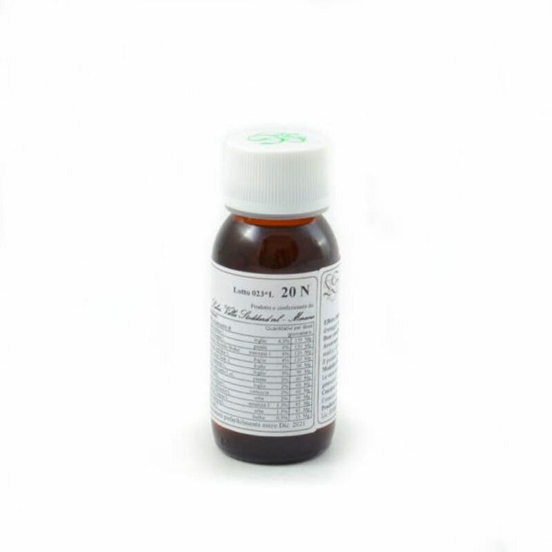 LVS 20N CARPINUS BETULUS COMP-1