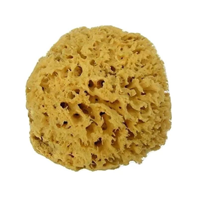 Alcea Spugna Arcipelago Mediterraneo Naturale 12-1