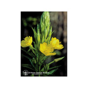 Evening Primrose 7.4ml   - 1